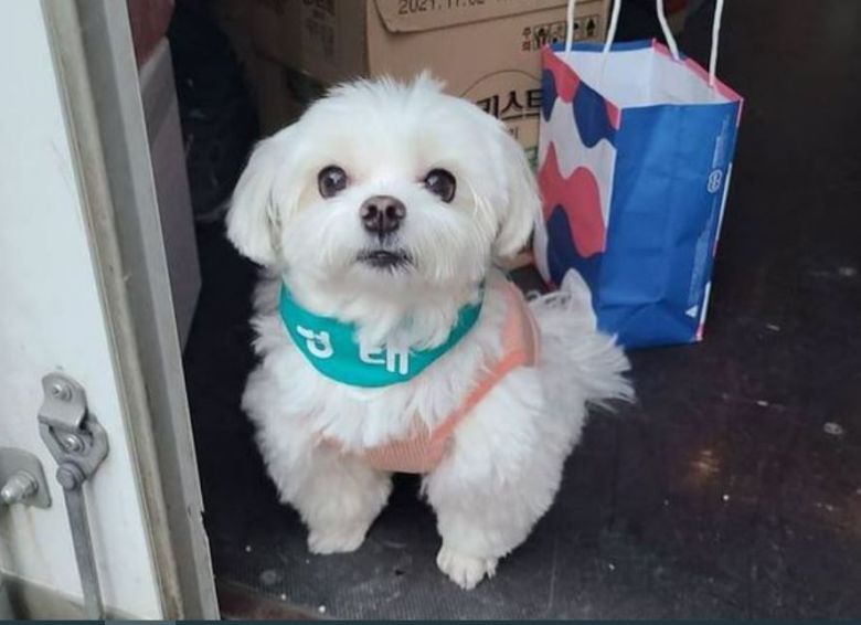 A씨가 키우는 반려견 '경태'. [온라인 커뮤니티]