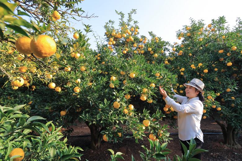비슷한 종류의 다른 과일에 비할 수 없는 건강분을 함유한 고흥 유자. 오는 10~13일 고흥유자축제가 열린다.