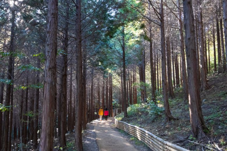 팔영산 편백 치유의 숲