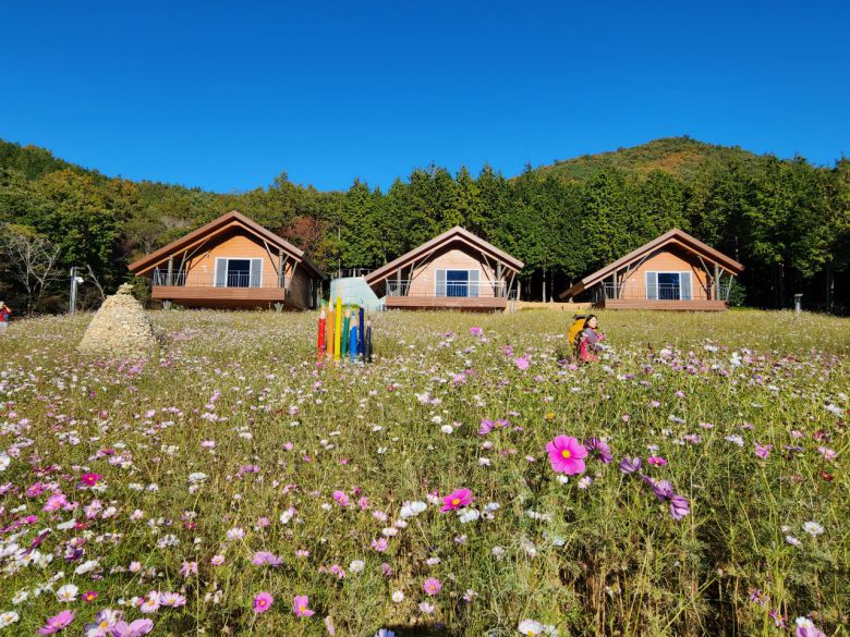 팔영산 편백숲은 코스모스 꽃밭, 우아한 목조 주택과 함께 한다.