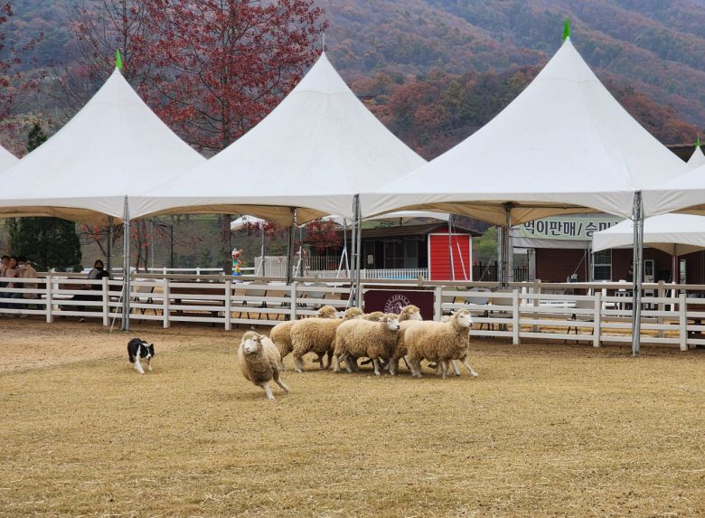“앗, 대열에서 이탈하지마!” 이탈자가 생길 조짐이 보이면 양치기 견공의 발은 빨라진다.