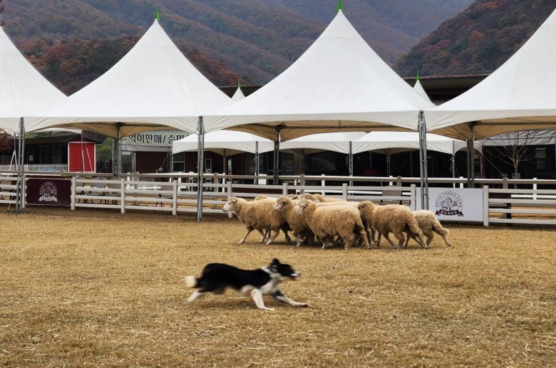 벨포레 목장, 견공 조교의 양몰이 시범