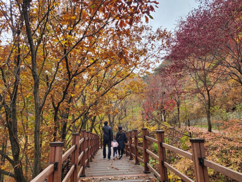 좌구산 데크 산책로는 여러 갈래로 나있어, 힘들면 오던 길 말고 다른 길로 돌아가도 출발점에 갈 수 있다.