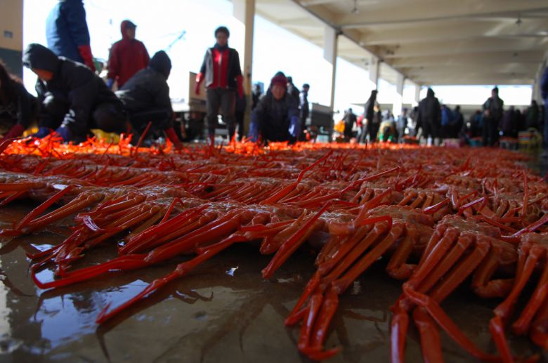 울진대게 [울진군청 제공]