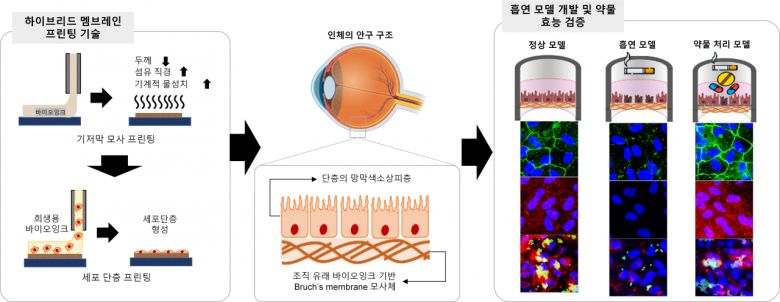 연구성과 모식도.[포스텍 제공]