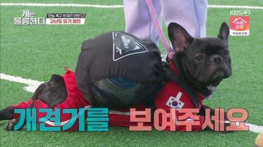 [KBS 2TV 예능 프로그램 '개는 훌륭하다']