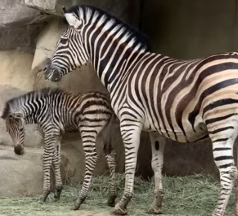 얼룩말 '세로'가 과거 부모인 얼룩말과 함께 지내던 모습. [연합]