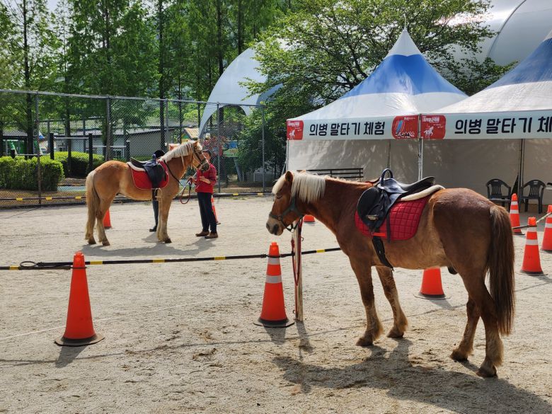 말타기 체험
