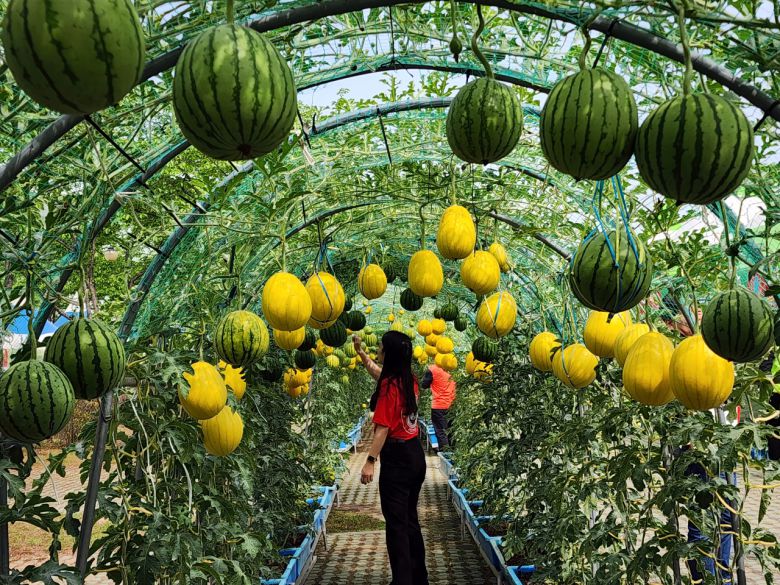 수박축제를 겸하는 홍의장군 축제