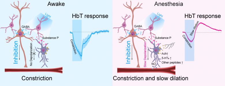 깨어있는 상태와 마취(수면) 상태 PV뉴런 활성에 의한 혈관 반응 기전 모식도.[IBS 제공]