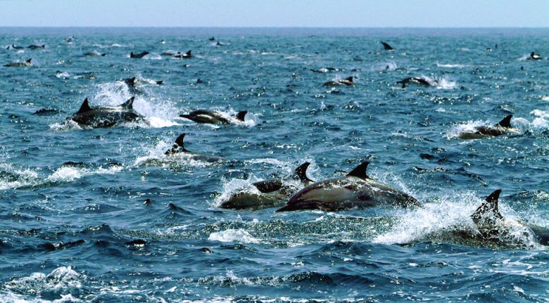울산 앞바다 고래떼. 이 정도 장관을 보려면 운이 좀 따라야 한다.