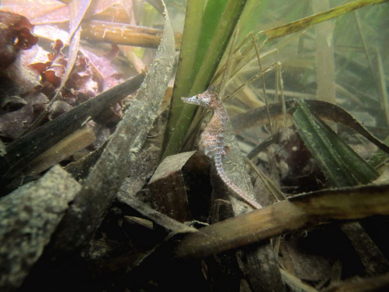 해초지에 서식하는 해마. [연합]