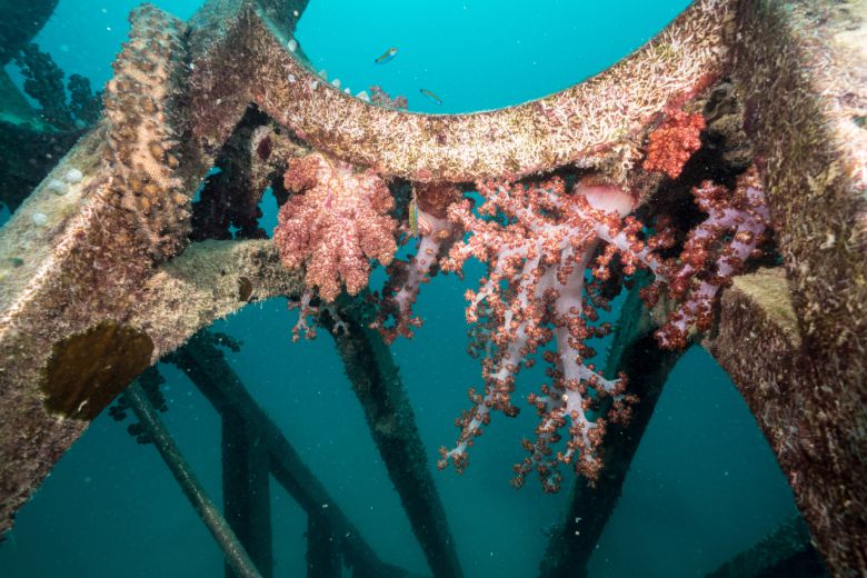호주 퀸즈랜드 수중미술관