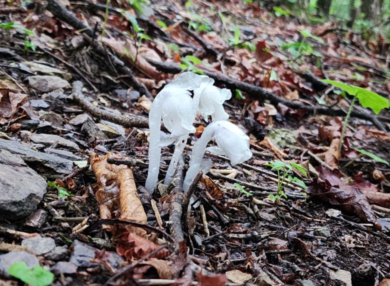 태백산의 희귀종 나도수정초.