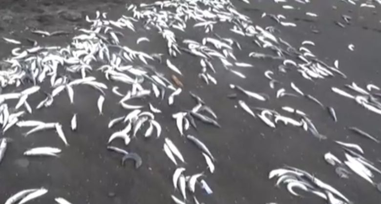 [일본 ANN 방송 갈무리]