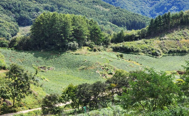 민둥산 5~6부능선에 있는 발구덕 마을 고냉지 채소밭 [민둥산=함영훈 기자]