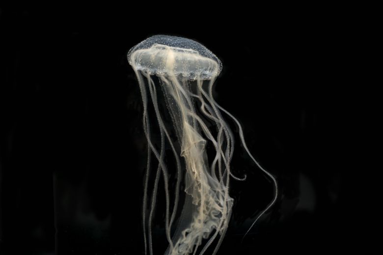 말레이해파리.[KIOST 제공]