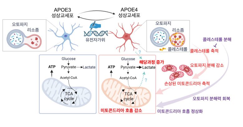 알츠하이머 치매 원인 인자 기능변화 모식도.[DGIST 제공]