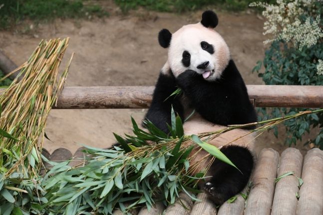 에버랜드 판다월드의 푸바오 [삼성물산 제공]