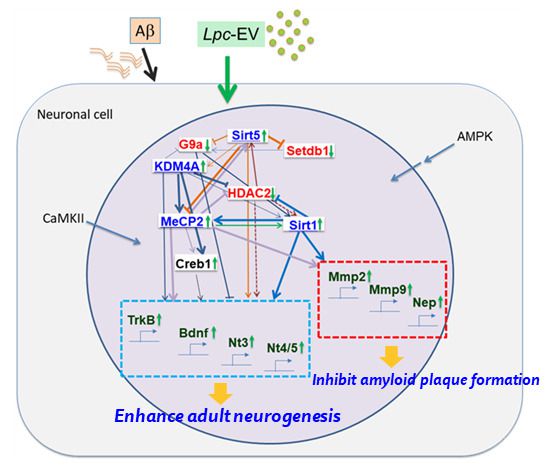 알츠하이머치매에 대한 락토바실러스 EV의 작용기전.[안전성평가연구소 제공]