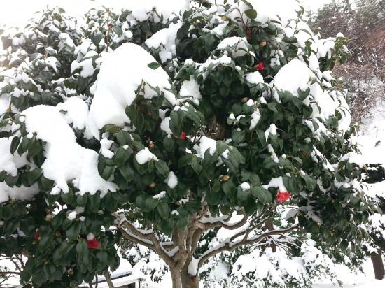 눈에덮힌 울릉도 동백(백두대간 수목원 제공)