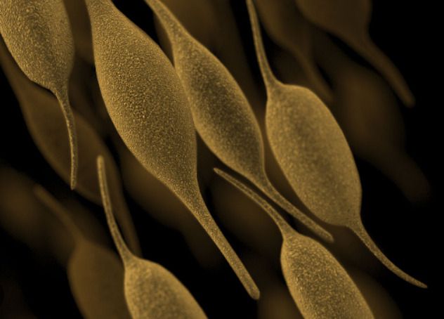 마이코 플라즈마 균. [CDC]