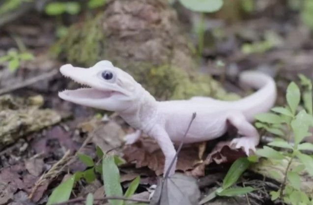 미국 플로리다주 올랜도의 테마파크 ‘게이터랜드’에서 태어난 흰색 악어. [게이터랜드 SNS 갈무리]