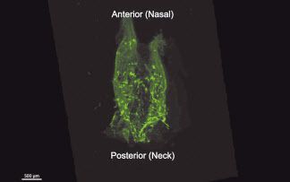 형광 표지자 발현 생쥐의 비인두 림프관망을 조직 투명화 과정을 거친 후 3차원으로 재구성한 이미지 [기초과학연구원 제공]