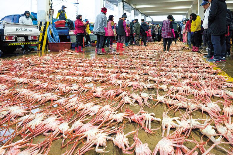 울진군 후포 대게 어판장