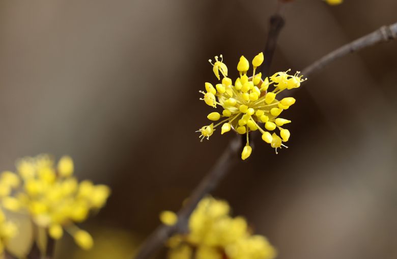 27일 전남 구례군 산동면 반곡마을에서 봄꽃 노란 산수유꽃이 피어나고 있다. [연합]