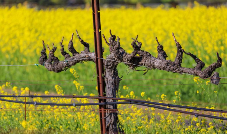 포도밭에 겨자꽃이 만발한 모습. 게티이미지뱅크