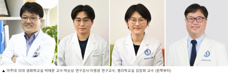 또 김장희 교수(병리학교실)는 “최초 원발암의 치료도 중요하지만, 암의 전이나 재발을 억제하는 것이 더욱 중요해지는 시대가 도래했다. 이번 연구가 노화종양세포 제어를 통한 항암치료 분야에 혁신적 발전을 가져오는 계기가 되길 기대한다”고 말했다.