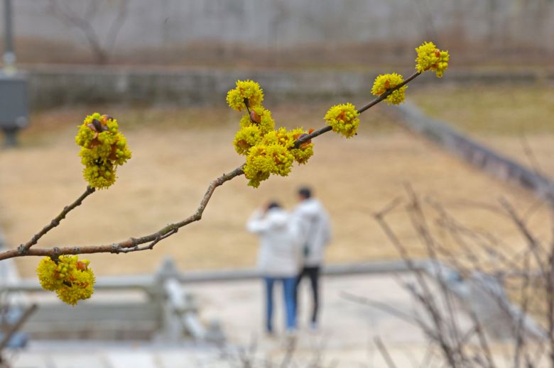 봄비가 그친 뒤 포근한 날씨를 보인 12일 오후 서울 종로구 창경궁에 생강나무꽃이 피어있다. [연합]