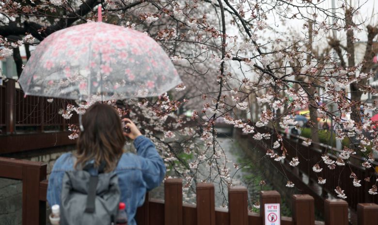 지난 28일 오후 우산을 쓴 관광객이 경남 창원시 진해구 여좌천에서 활짝 핀 벚꽃을 구경하고 있다. [연합]