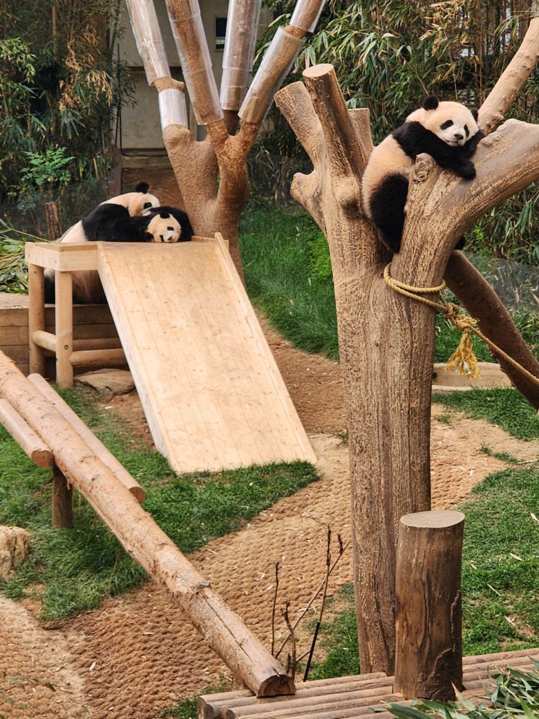 “엄마, 숨 못쉬겠어. 이거 놀아주는거 맞아요?” 쌍둥이 언니 루이바오(오른쪽)가 나무위에서 쉬는 동안 말괄량이 막내 후이바오가 엄마 아이바오에게 들이대다가, ‘훈육’ 같은 리액션에 당황해 하고 있다.