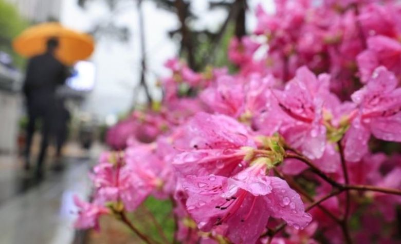 전국 곳곳에 비가 내린 지난 15일 오전 서울 청계광장 인근에서 시민들이 우산을 쓰고 이동하고 있다. [연합]