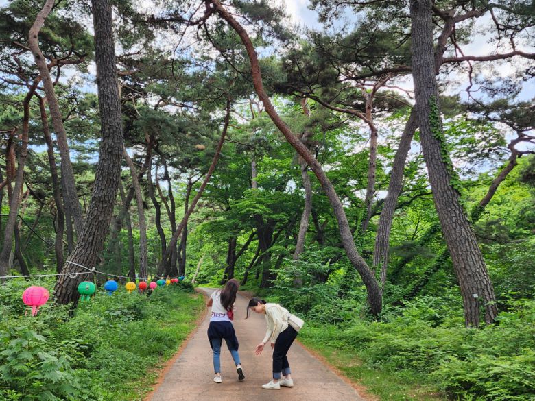봉곡사 천년의 숲길