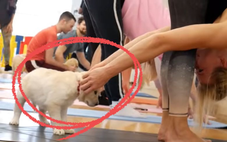 [유튜브채널 Pets Yoga 캡쳐]