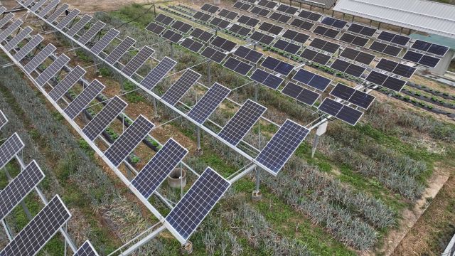 영남대학교 내 영농형태양광 실증단지 모습. [한화큐셀 제공]