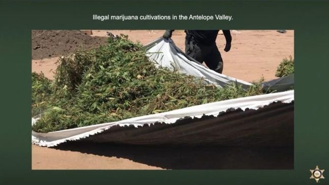 [LA 카운티 보안관실 트위터 캡처]