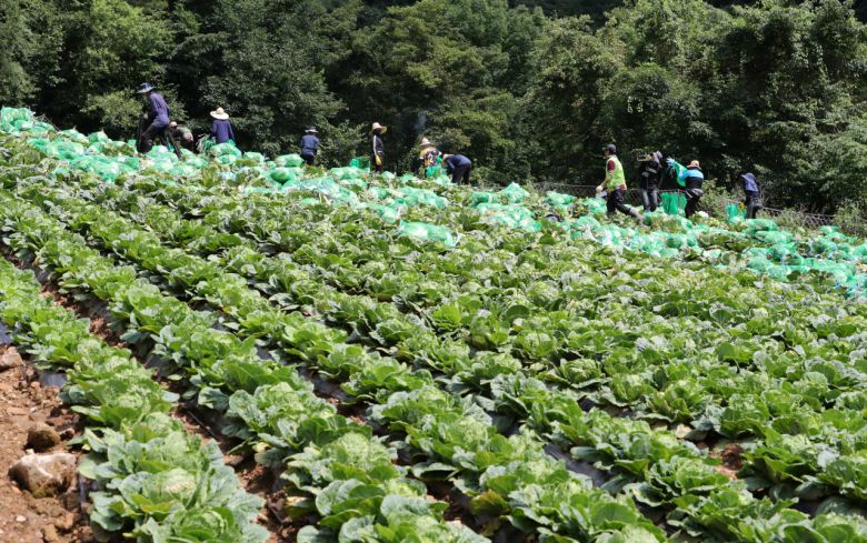 중부지방 폭염이 기승을 부린 11일 강원 평창군 방림면 운교 1리 계촌마을에서 고랭지 여름 배추 수확이 한창이다. [연합]