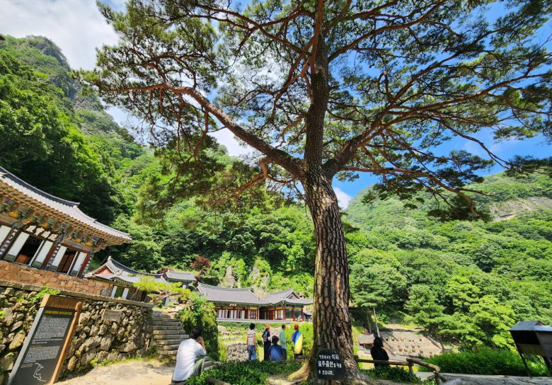 삼각우송 아래는 한여름에도 시원한 바람이 끊이지 않고 불어온다.