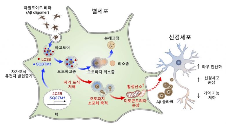 별세포(성상 교세포)의 자가포식 관련 유전자의 조절은 알츠하이머 치매환자의 뇌안에서 아밀로이드 베타 (Aβ)를 효과적으로 제거하는데 작용하는 중요한 기전임을 증명.[KIST 제공]