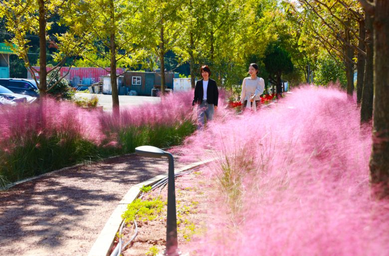 보성 핑크뮬리 [보성군 제공]