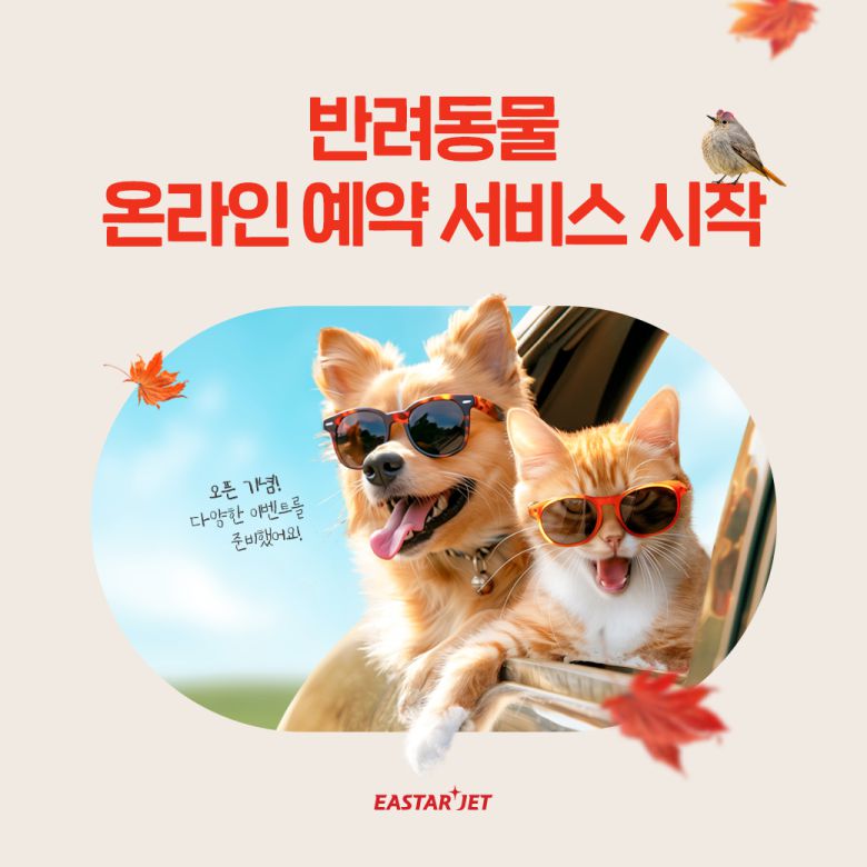 이스타항공 제공