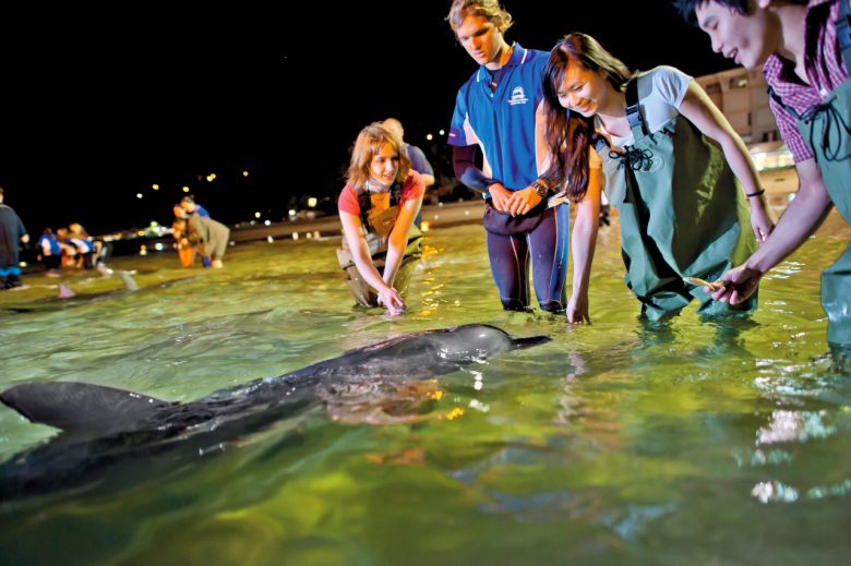 탕가루마 돌고래 피딩