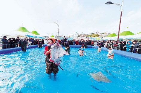 죽변항 수산물축제 중 활어 맨손잡기