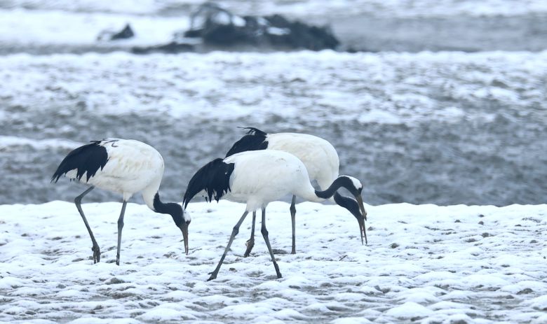 소한인 5일 오후 인천 강화군 동검도 인근 갯벌에서 겨울을 나고 있는 두루미들이 눈 덮인 갯벌에서 먹이활동을 하고 있다. 천연기념물인 두루미는 매년 겨울 강화 갯벌을 찾아와 겨울을 보낸 뒤 번식지인 시베리아로 이동한다. [연합]