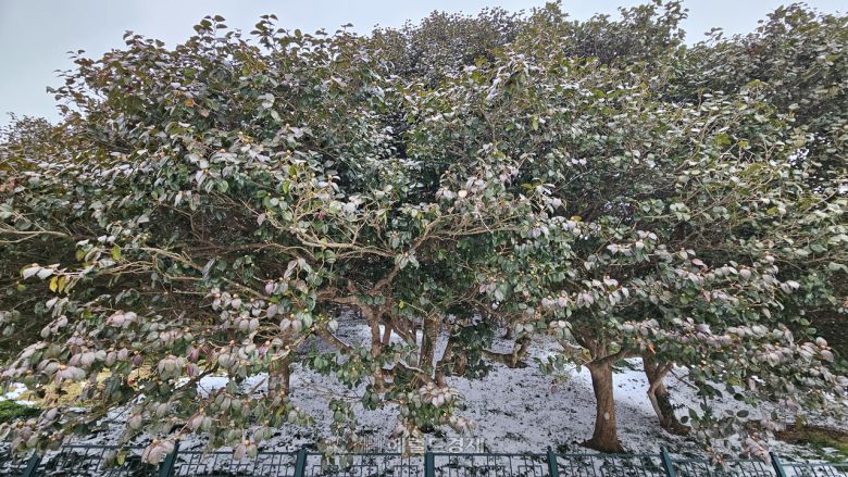 도솔천 동백나무