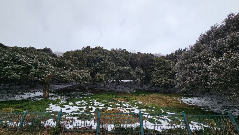 고창 선운사 동백나무 숲